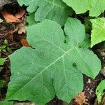 Polymnia canadensis Leaf