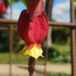 Abutilon megapotamicum Цветок