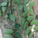 Bobgunnia fistuloides Hoja