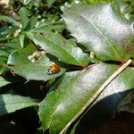 Berberis aquifolium List