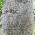 Ceiba pentandra Bark