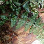 Asplenium foreziense Fuelha