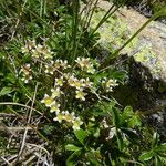 Saxifraga exarata 花