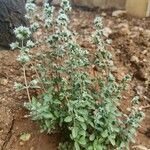 Origanum majorana Лист