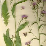 Serratula tinctoria autre