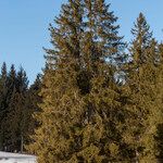 Picea abies Агульны выгляд