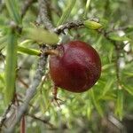 Juniperus oxycedrus Плод