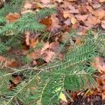 Abies balsamea 叶