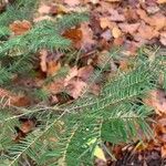 Abies balsamea Ліст