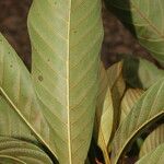 Chrysophyllum colombianum Leaf