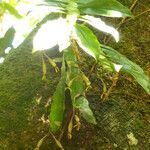 Dendrobium platygastrium 整株植物