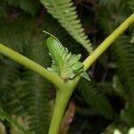 Gleichenella pectinata Corteza