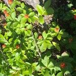 Cornus canadensisFruit