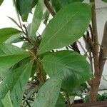 Terminalia catappa পাতা