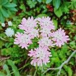 Heracleum austriacumFlower