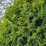 Taxus cuspidata Natur