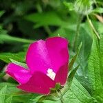 Callirhoe digitata Flower
