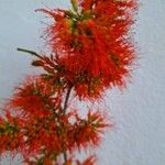 Combretum paniculatum Flor