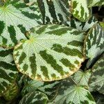 Begonia imperialis Leaf