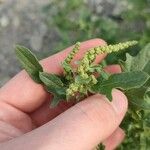 Atriplex tatarica Fruto