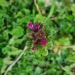 Lamium amplexicauleKvet