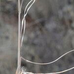 Helictochloa bromoides Likasa