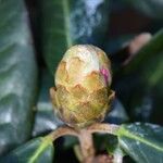 Rhododendron fulvum Otro