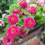 Zinnia elegansΛουλούδι