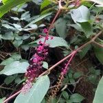 Phytolacca bogotensisFruit