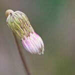 Chaptalia tomentosa फूल
