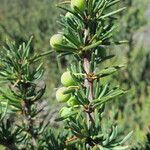 Berberis empetrifolia Други