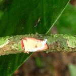 Pycnobotrya nitida Φλοιός
