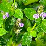 Rostellularia procumbens Blüte