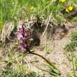 Orchis spitzelii Fiore