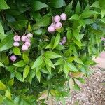 Syzygium oleosum Blatt