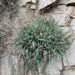 Launaea lanifera عادت داشتن