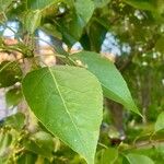 Populus balsamifera 葉