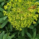 Euphorbia characias Blatt