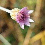 Xeranthemum cylindraceum 花