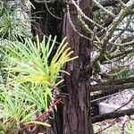Sciadopitys verticillata 树皮