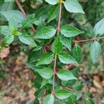 Abelia × grandiflora Lapas