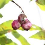 Syzygium cymosum Fruit