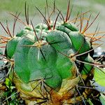 Gymnocalycium pflanzii Hábito