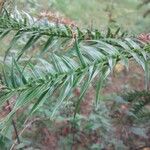 Cunninghamia lanceolata Foglia