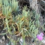 Dianthus rupicola Leaf