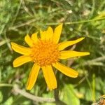 Arnica montanaBlodyn