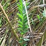 Onobrychis arenaria Blatt