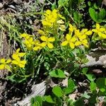 Erysimum capitatum Floare