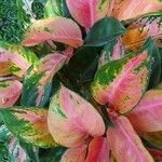 Aglaonema commutatumLeht