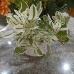 Euphorbia marginata Цветок